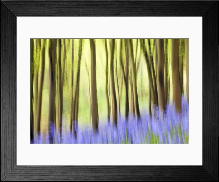 Framed Print : Bluebells (Hyacinthoides non-scripta) in woods, Somerset, England, UK Framed Print : Bluebells (Hyacinthoides non-scripta) in woods, Somerset, England, UK