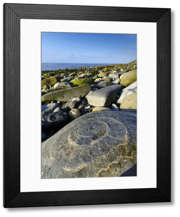 Framed Print : UK, England, Dorset, Lyme Regis, a Gateway Town to the UNESCO World Heritage Site Framed Print : UK, England, Dorset, Lyme Regis, a Gateway Town to the UNESCO World Heritage Site
