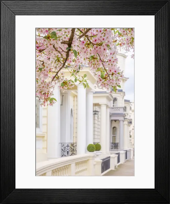 Framed Print : UK, England, London, Notting Hill, Ladbroke Grove, Cherry Blossom