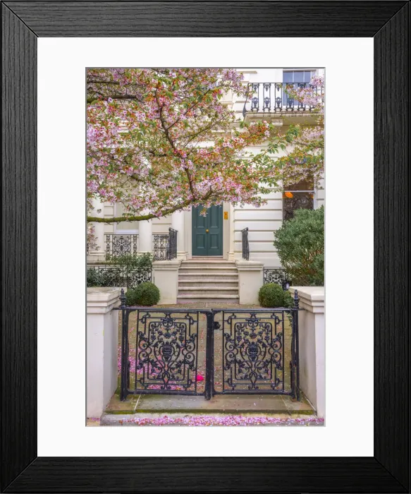 Framed Print : UK, England, London, Notting Hill, Ladbroke Grove, Cherry Blossom Framed Print : UK, England, London, Notting Hill, Ladbroke Grove, Cherry Blossom
