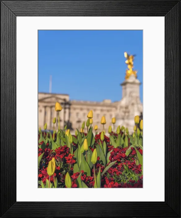 Framed Print : UK, England, London, Buckingham Palace Framed Print : UK, England, London, Buckingham Palace
