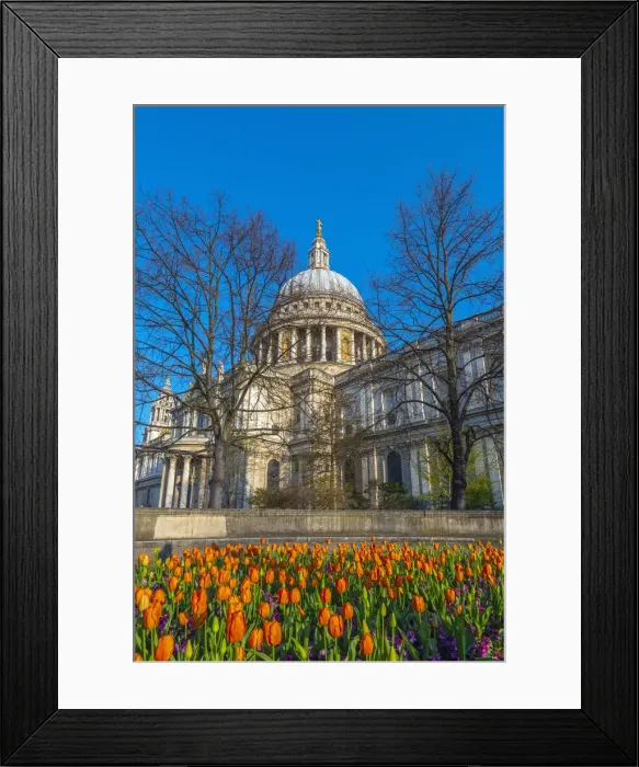 Framed Print : UK, England, London, St. Pauls Cathedral in Springtime, tulips Framed Print : UK, England, London, St. Pauls Cathedral in Springtime, tulips