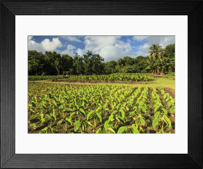 Framed Print : USA, Hawaii, Kauai, Hanalei, Taro Fields Framed Print : USA, Hawaii, Kauai, Hanalei, Taro Fields