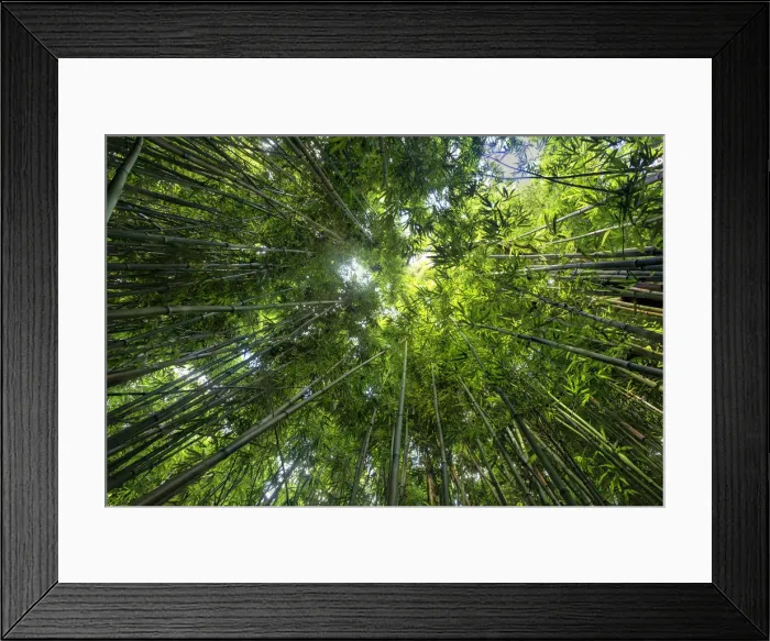 Framed Print : USA, Hawaii, Maui, Haleakala National Park, Bamboo forest Framed Print : USA, Hawaii, Maui, Haleakala National Park, Bamboo forest