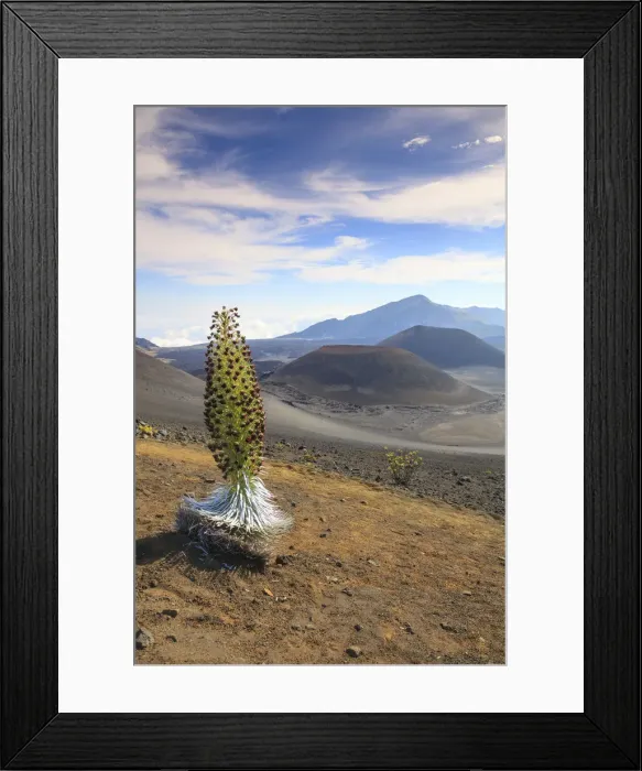 Framed Print : USA, Hawaii, Maui, Haleakala National Park, Silversword Plant (Argyroxiphium sandwicense) Framed Print : USA, Hawaii, Maui, Haleakala National Park, Silversword Plant (Argyroxiphium sandwicense)