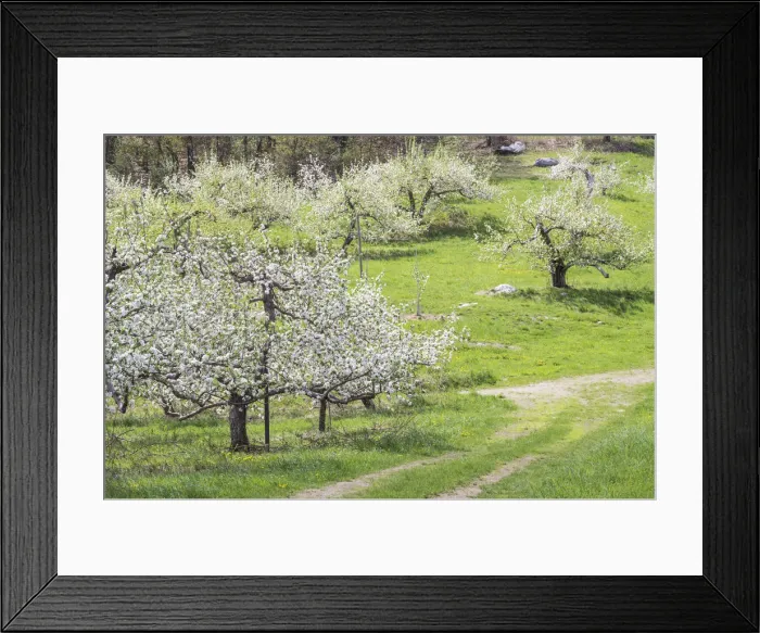 Framed Print : USA, New England, Massachusetts, Bolton, apple trees in bloom, springtime Framed Print : USA, New England, Massachusetts, Bolton, apple trees in bloom, springtime
