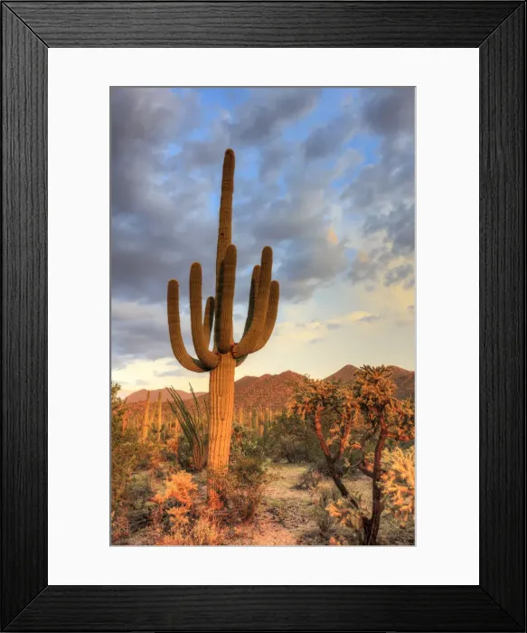 Framed Print : USA, Arizona, Tucson, Saguaro National Park Framed Print : USA, Arizona, Tucson, Saguaro National Park