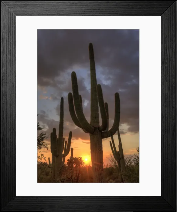 Framed Print : USA, Arizona, Tucson, Saguaro National Park Framed Print : USA, Arizona, Tucson, Saguaro National Park