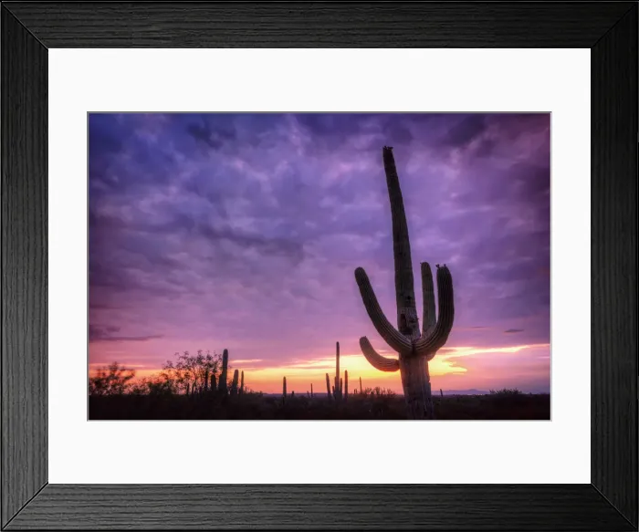 Framed Print : USA, Arizona, Tucson, Saguaro National Park Framed Print : USA, Arizona, Tucson, Saguaro National Park