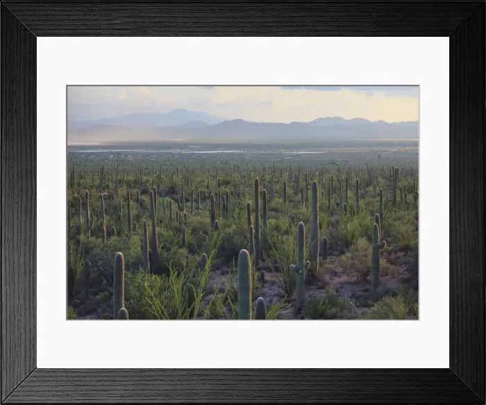 Framed Print : USA, Arizona, Tucson, Saguaro National Park Framed Print : USA, Arizona, Tucson, Saguaro National Park