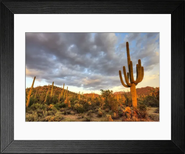 Framed Print : USA, Arizona, Tucson, Saguaro National Park