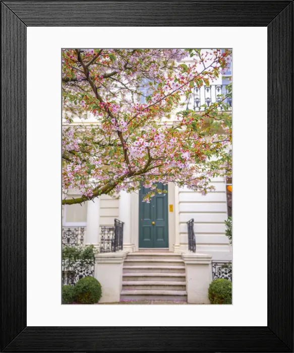 Framed Print : UK, England, London, Notting Hill, Ladbroke Grove, Cherry Blossom Framed Print : UK, England, London, Notting Hill, Ladbroke Grove, Cherry Blossom