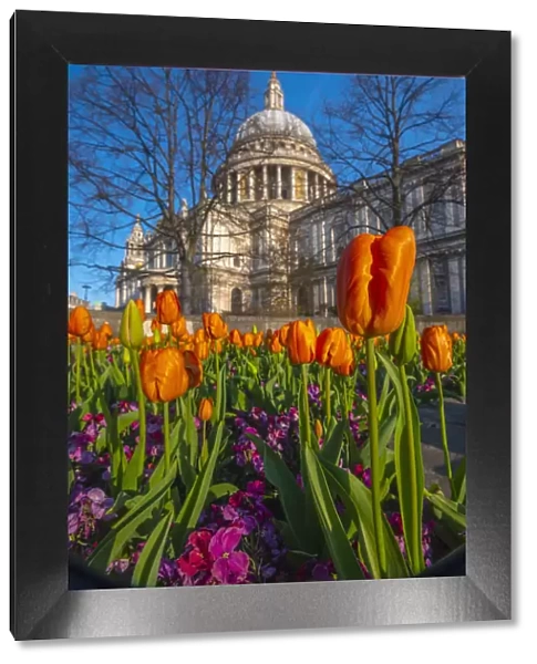 UK, England, London, St. Pauls Cathedral in Springtime, tulips