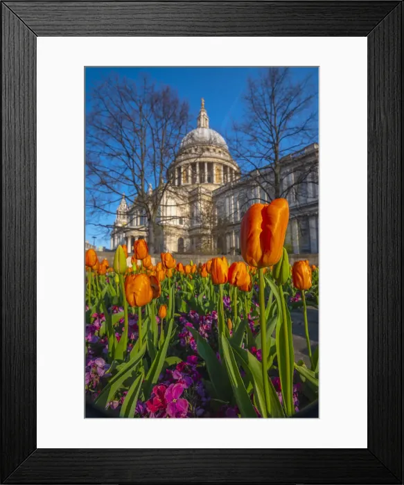 Framed Print : UK, England, London, St. Pauls Cathedral in Springtime, tulips Framed Print : UK, England, London, St. Pauls Cathedral in Springtime, tulips