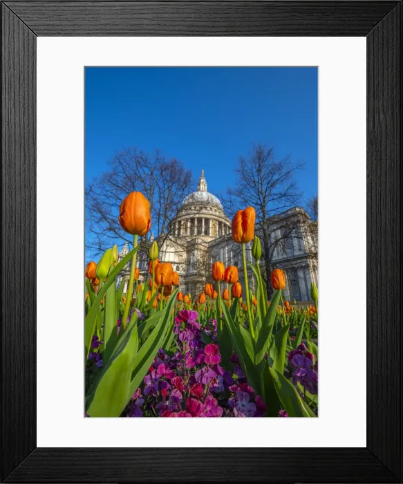 Framed Print : UK, England, London, St. Pauls Cathedral in Springtime, tulips