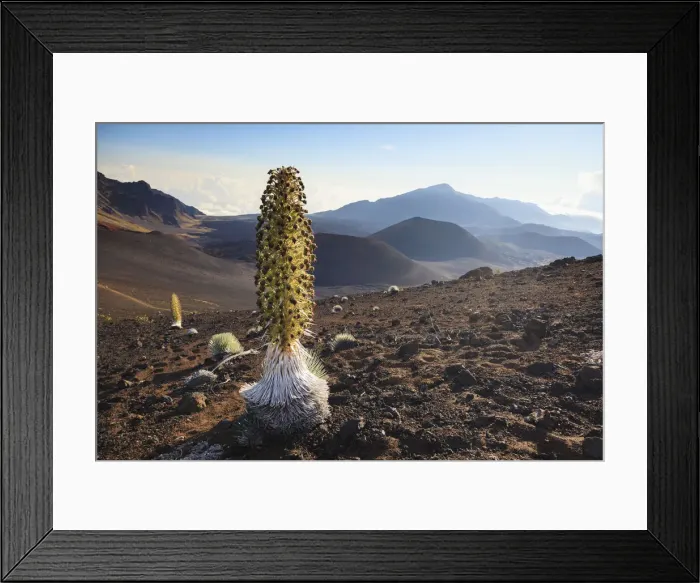 Framed Print : USA, Hawaii, Maui, Haleakala National Park, Silversword Plant (Argyroxiphium sandwicense) Framed Print : USA, Hawaii, Maui, Haleakala National Park, Silversword Plant (Argyroxiphium sandwicense)