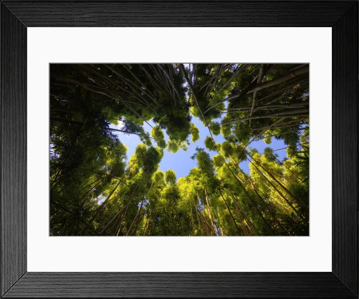 Framed Print : USA, Hawaii, Maui, Haleakala National Park, Bamboo forest Framed Print : USA, Hawaii, Maui, Haleakala National Park, Bamboo forest