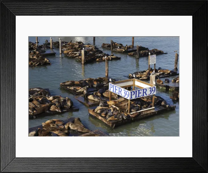 Framed Print : USA, California, San Francisco, Fishermans Wharf, Pier 39, Sea Lions Framed Print : USA, California, San Francisco, Fishermans Wharf, Pier 39, Sea Lions