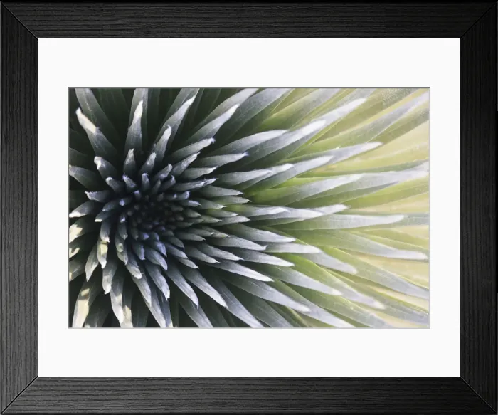 Framed Print : USA, Hawaii, Maui, Haleakala National Park, Silversword Plant (Argyroxiphium sandwicense) Framed Print : USA, Hawaii, Maui, Haleakala National Park, Silversword Plant (Argyroxiphium sandwicense)