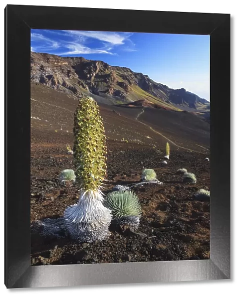 USA, Hawaii, Maui, Haleakala National Park, Silversword Plant (Argyroxiphium sandwicense)