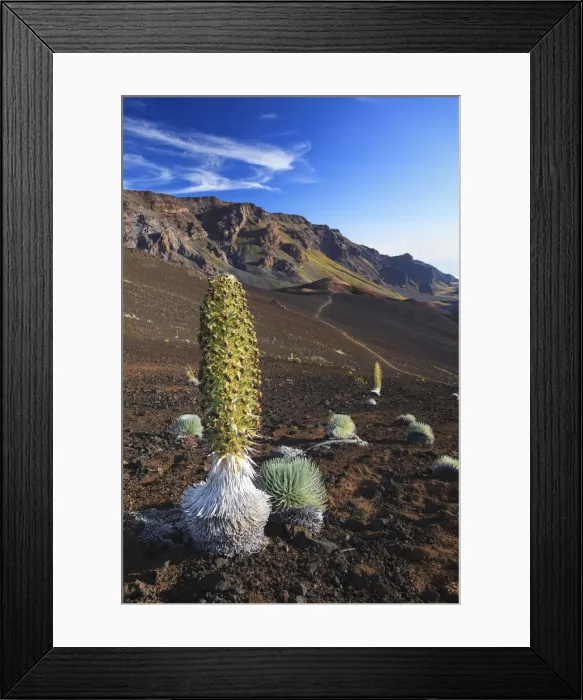 Framed Print : USA, Hawaii, Maui, Haleakala National Park, Silversword Plant (Argyroxiphium sandwicense) Framed Print : USA, Hawaii, Maui, Haleakala National Park, Silversword Plant (Argyroxiphium sandwicense)