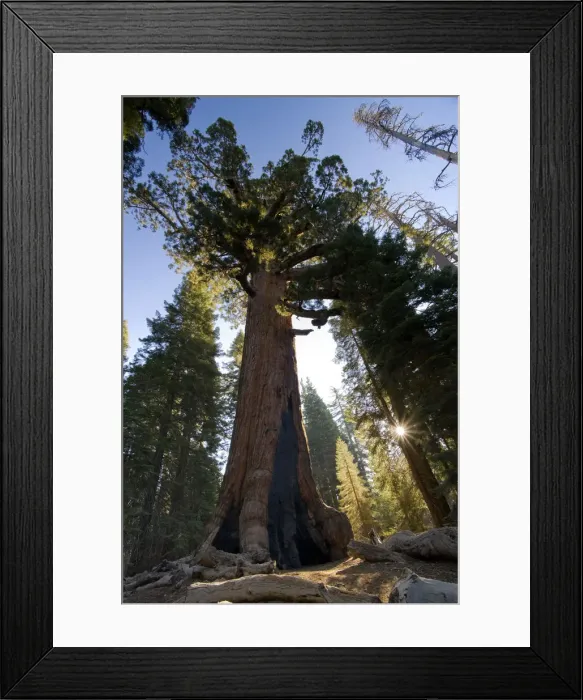 Framed Print : USA, California, Yosemite National Park, Mariposa Grove, Giant Grizzly Sequoia Framed Print : USA, California, Yosemite National Park, Mariposa Grove, Giant Grizzly Sequoia