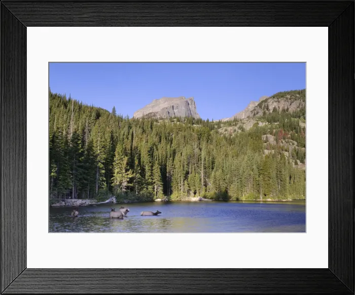 Framed Print : Wapiti Deer, Bear Lake and Hallet Peak, Rocky Mountain National Park, Estes Park Framed Print : Wapiti Deer, Bear Lake and Hallet Peak, Rocky Mountain National Park, Estes Park