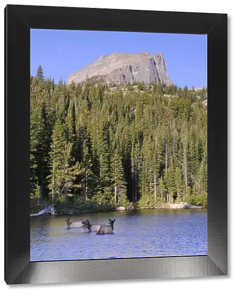 Wapiti Deer, Bear Lake and Hallet Peak, Rocky Mountain National Park, Estes Park