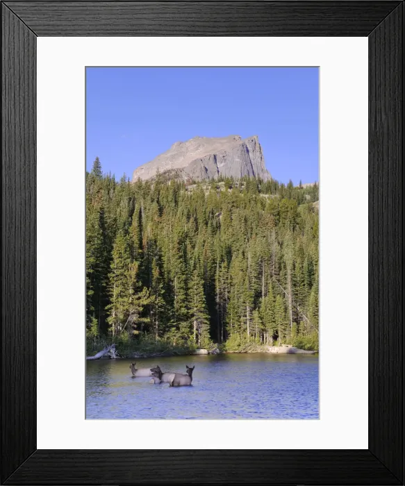 Framed Print : Wapiti Deer, Bear Lake and Hallet Peak, Rocky Mountain National Park, Estes Park Framed Print : Wapiti Deer, Bear Lake and Hallet Peak, Rocky Mountain National Park, Estes Park