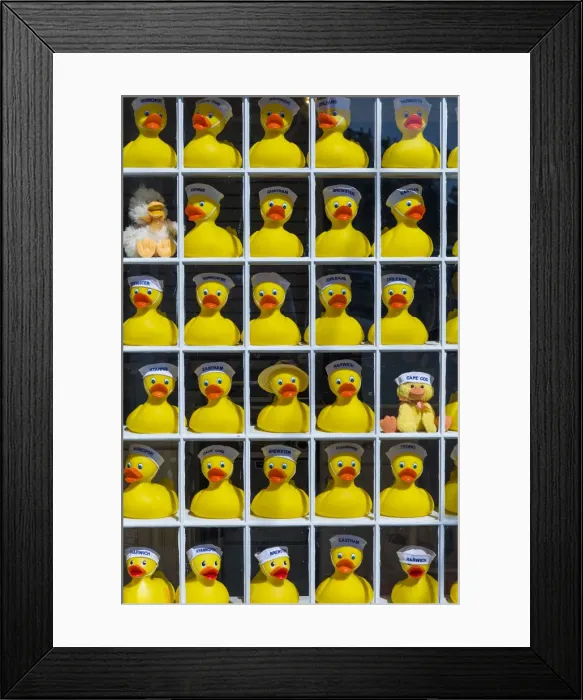 Framed Print : USA, Massachusetts, Cape Cod, Chatham, rubber duckies Framed Print : USA, Massachusetts, Cape Cod, Chatham, rubber duckies