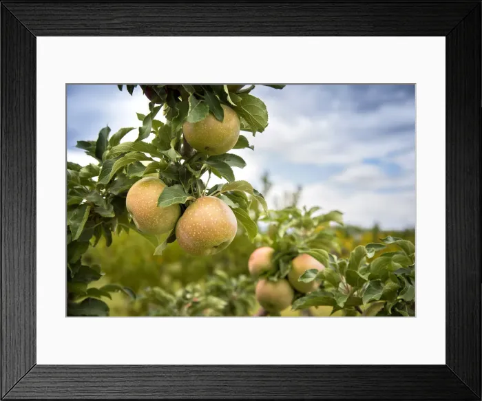 Framed Print : USA, Colorado, Mesa County, Apple Orchard, Town Of Palisade In The Grand Valley Of Framed Print : USA, Colorado, Mesa County, Apple Orchard, Town Of Palisade In The Grand Valley Of