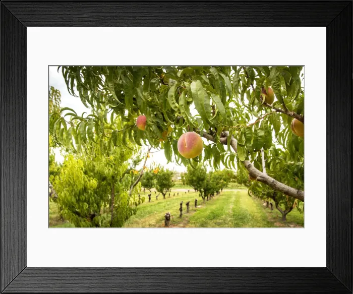 Framed Print : USA, Colorado, Mesa County, Peach Orchard, Town Of Palisade In The Grand Valley Of Framed Print : USA, Colorado, Mesa County, Peach Orchard, Town Of Palisade In The Grand Valley Of