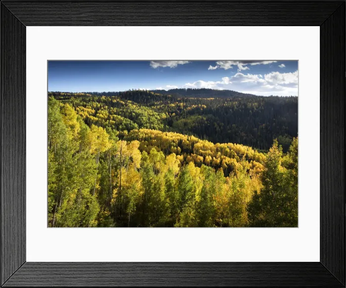 Framed Print : Mesa County In Western Colorado, Aspen Trees Changing Colors In Autumn, Grand Mesa Framed Print : Mesa County In Western Colorado, Aspen Trees Changing Colors In Autumn, Grand Mesa