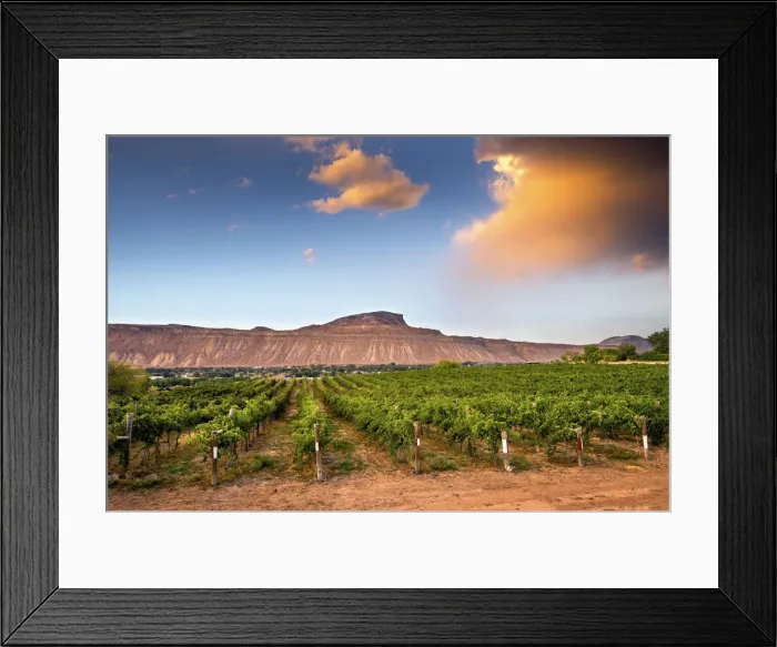 Framed Print : USA, Colorado, Mesa County, Town Of Palisade In Western Colorado, Wine Vineyard In Framed Print : USA, Colorado, Mesa County, Town Of Palisade In Western Colorado, Wine Vineyard In