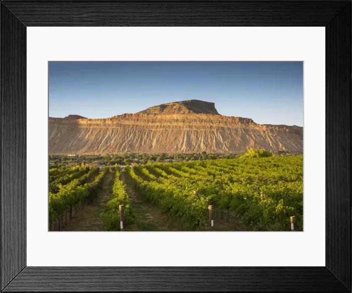 Framed Print : USA, Colorado, Mesa County, Town Of Palisade In Western Colorado, Wine Vineyard In Framed Print : USA, Colorado, Mesa County, Town Of Palisade In Western Colorado, Wine Vineyard In