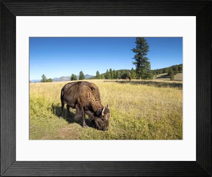 Framed Print : Genesee Park, Colorado, American Bison Grazing, Rocky Mountains