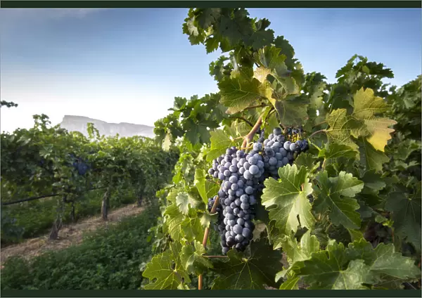 USA, Colorado, Mesa County, Town Of Palisade Wine Vineyard, A Bunch Of Ripened Grapes