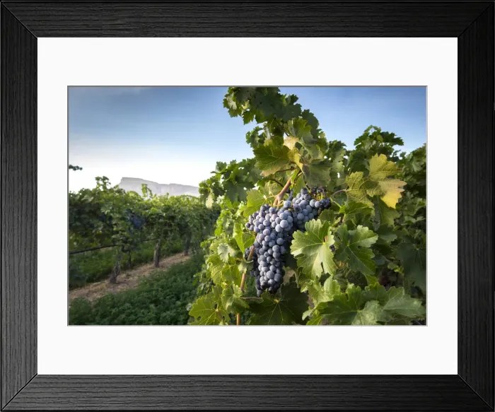 Framed Print : USA, Colorado, Mesa County, Town Of Palisade Wine Vineyard, A Bunch Of Ripened Grapes Framed Print : USA, Colorado, Mesa County, Town Of Palisade Wine Vineyard, A Bunch Of Ripened Grapes