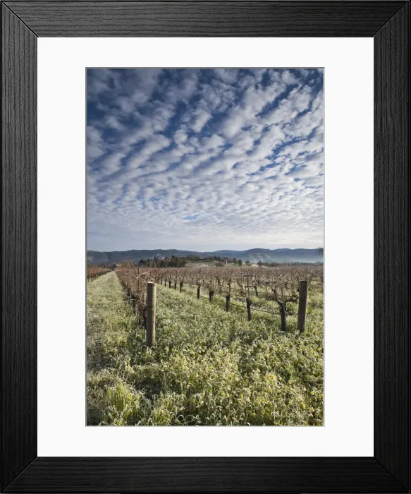Framed Print : USA, California, Northern California, Napa Valley Wine Country, Napa, vineyards in winter Framed Print : USA, California, Northern California, Napa Valley Wine Country, Napa, vineyards in winter