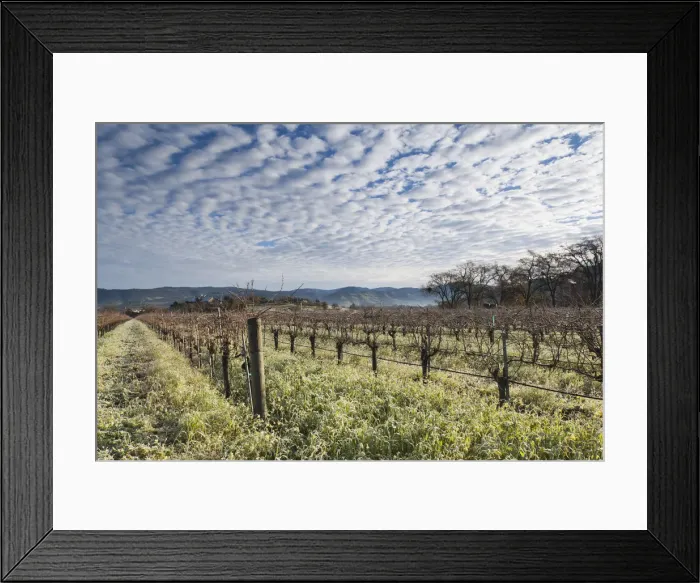 Framed Print : USA, California, Northern California, Napa Valley Wine Country, Napa, vineyards in winter Framed Print : USA, California, Northern California, Napa Valley Wine Country, Napa, vineyards in winter