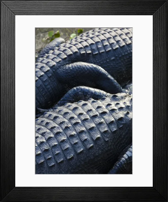 Framed Print : USA, Florida, Everglades National Park, Big Cypress, alligator, detail, alligator Framed Print : USA, Florida, Everglades National Park, Big Cypress, alligator, detail, alligator