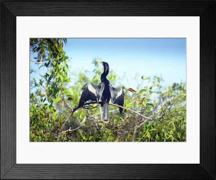 Framed Print : Florida, Everglades National Park, Shark Valley, Anhinga Drying Its Feathers Framed Print : Florida, Everglades National Park, Shark Valley, Anhinga Drying Its Feathers