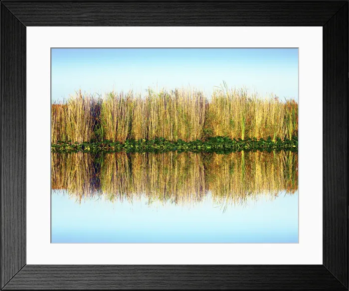 Framed Print : Florida, Everglades National Park, Sawgrass Reflection, Abundant In the Wet Marshes Framed Print : Florida, Everglades National Park, Sawgrass Reflection, Abundant In the Wet Marshes