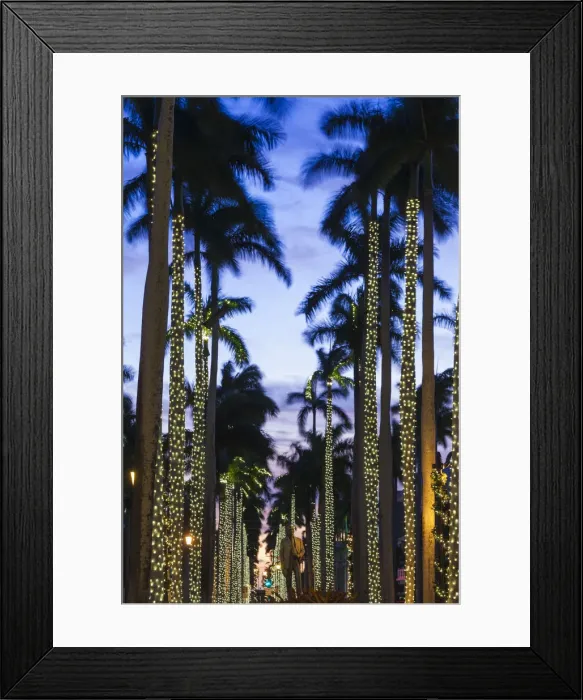Framed Print : USA, Florida, Palm Beach, palms on Royal Palm Way Framed Print : USA, Florida, Palm Beach, palms on Royal Palm Way