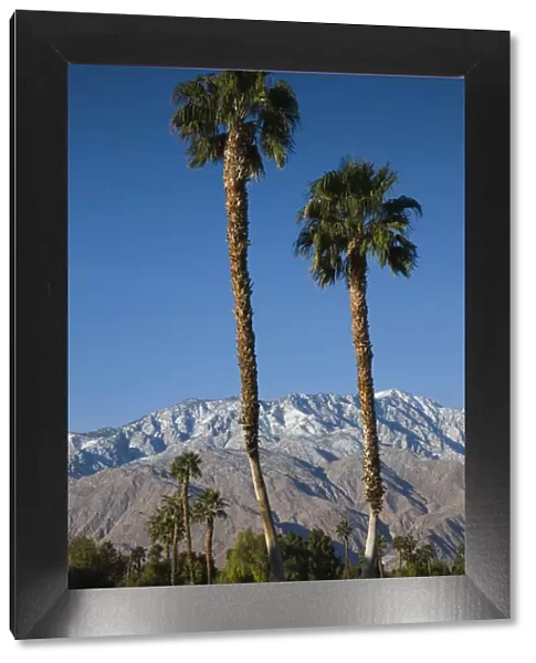 USA, California, Palm Springs, Desert Princess Golf Course, palms and mountains