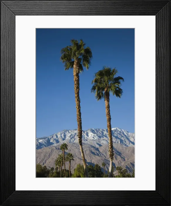 Framed Print : USA, California, Palm Springs, Desert Princess Golf Course, palms and mountains Framed Print : USA, California, Palm Springs, Desert Princess Golf Course, palms and mountains