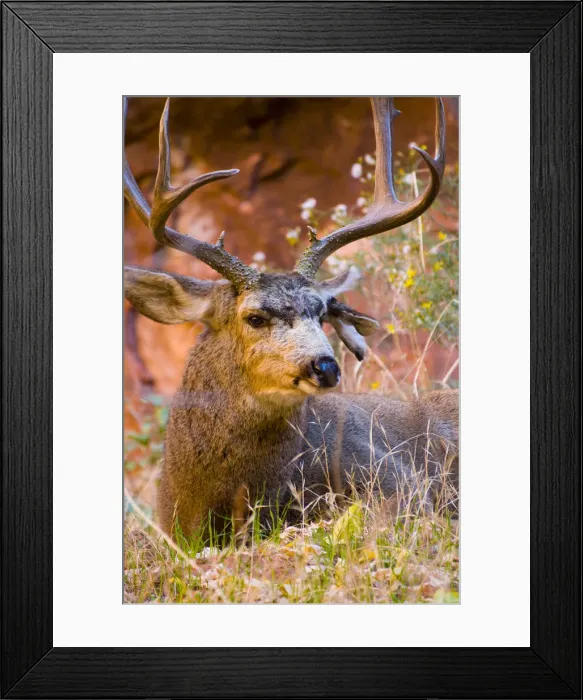 Framed Print : USA, Utah, Zion National Park, Mule Deer Buck Framed Print : USA, Utah, Zion National Park, Mule Deer Buck