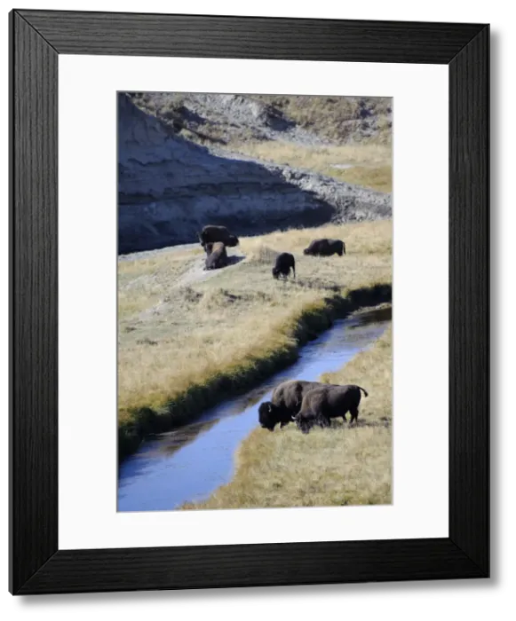Framed Print : Bison (Bison Bison), Yellowstone National Park, Wyoming, USA