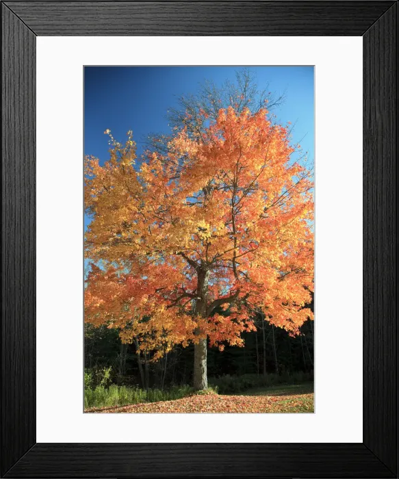 Framed Print : USA, New England, Vermont, Stowe, Fall Foliage Framed Print : USA, New England, Vermont, Stowe, Fall Foliage