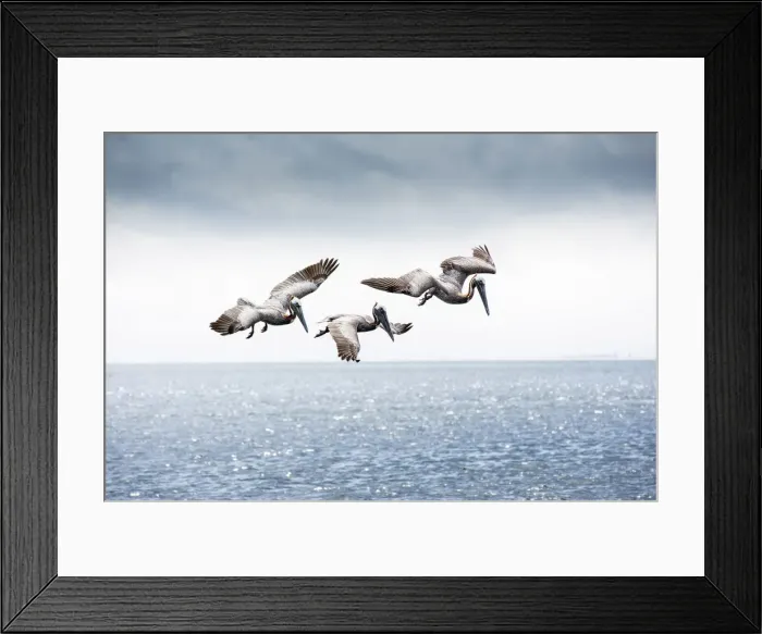 Framed Print : Brown Pelicans, Scanning For Fish, Tampa Bay, Saint Peterburg, Florida